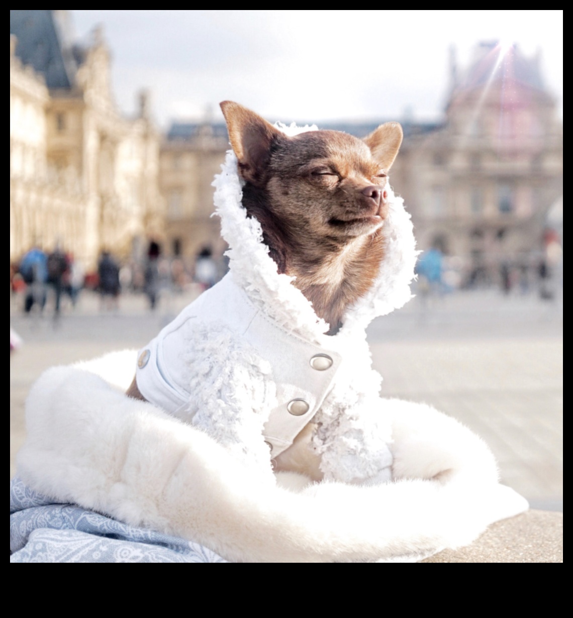 Fashion Forward al lui Fido: tendințe de stil canin pentru fiecare anotimp