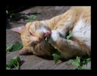 Cronici Catnip: Înțelegerea efectelor Catnip