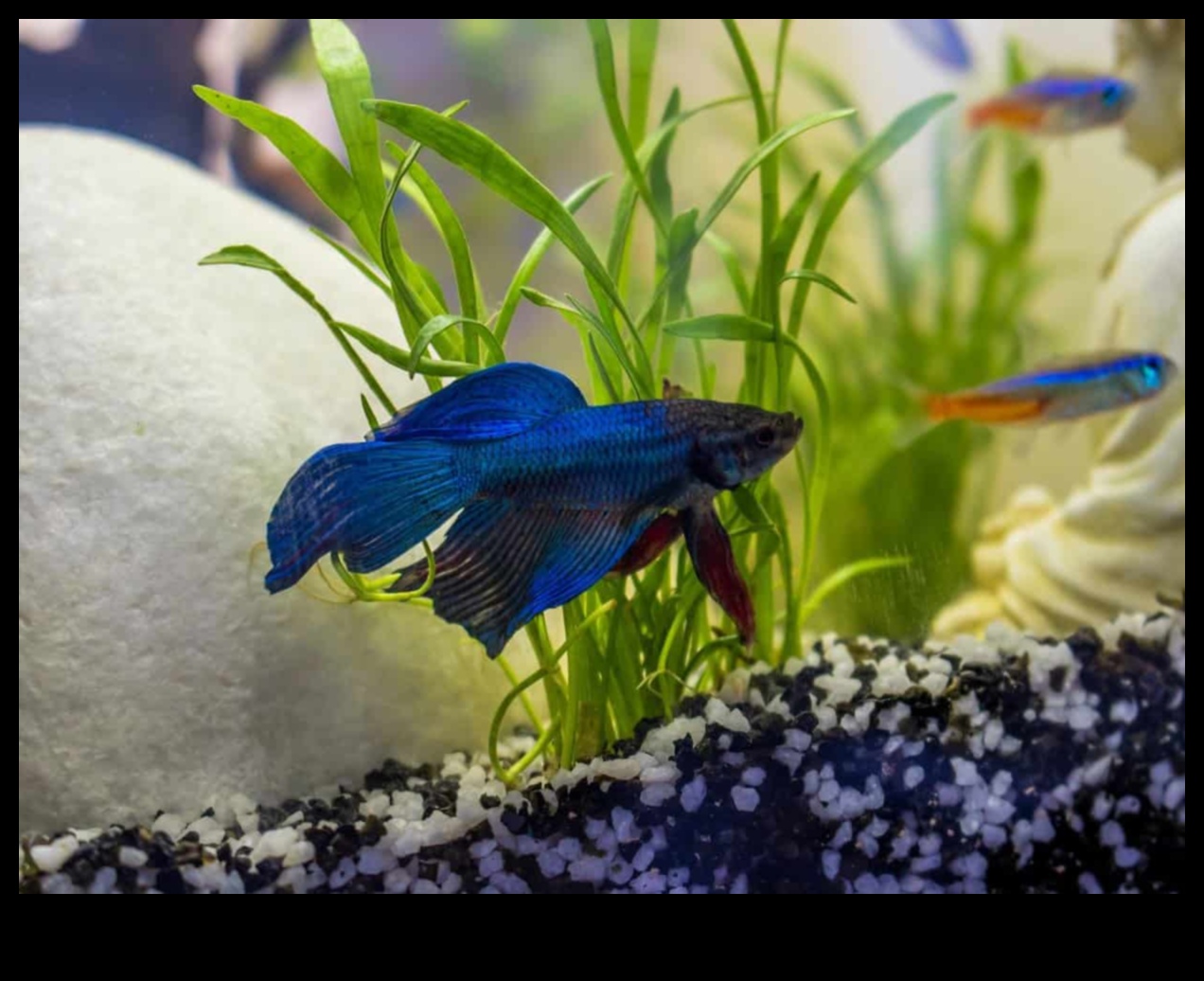 Fish Tank Friends Continuare: Vă prezentăm Tank Mates compatibili