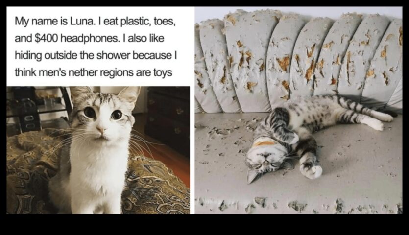 Râde Cat-Astrofice Memorii și momente hilare pentru pisici